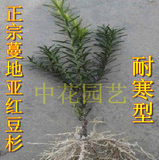 特价正宗蔓地亚红豆杉苗/曼地亚红豆杉盆景/北方红豆杉盆景抗寒