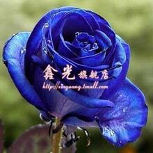 【5株全国包邮】蓝玫瑰苗盆栽植物花卉 玫瑰花苗 3年苗当年开花