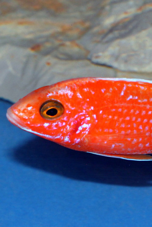 火焰红孔雀成年母鱼10-12|一淘网优惠购|购就省