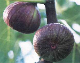 出售 无花果树 无花果苗：玛斯义&middot;陶芬 3年\苗 \