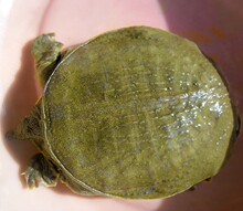 衡水湖野生甲鱼 土鳖鱼 中华鳖 团鱼 水鱼元鱼 王鳖王八 包活包邮