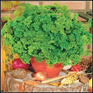 进口香草种子(美国欧芹)护肤保养<em>头发</em>.<em>根部</em>可用