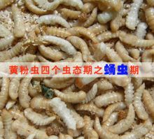 黄粉虫蛹虫 20元 100只