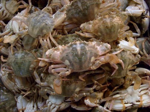 连云港特产新鲜海鲜海蟹石闸蟹花盖蟹石蟹螃蟹1斤35元单个1两左右在类目 水产肉类/新鲜蔬果/熟食, 海鲜/水产品/制品, 蟹类, 蟹类制品中 - 来自Buy2taobao.com提供专业的淘宝代购服务