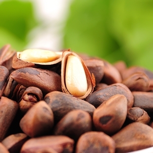 开口松子 野生 黑松...