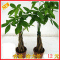 〖小发财树〗办公室 桌面最佳选择-迷你桌面植物（含花盆）