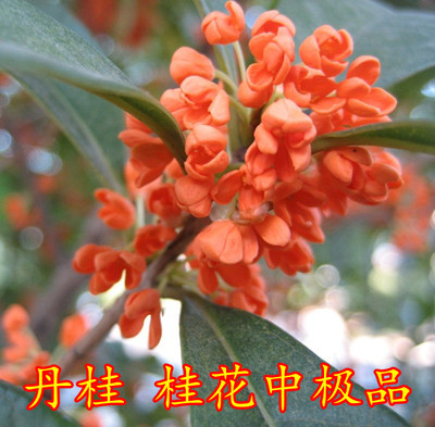 盆栽金桂花树苗 庭院种植 丹桂花树苗 月月桂 桂花苗