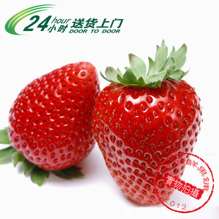  超甜 新鲜 承德有机红颜奶油 草莓 水果350克/比车厘子冰糖心苹果