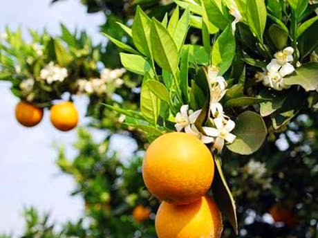 热卖反季节水果树苗木 橙子树 五月成熟甜夏橙