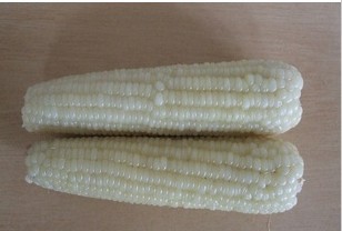 White jade rice stick Sweet corn Sweet glutinous corn on the cob 40 root 16-18cm Full container Jiangsuin the Agri rice/Dried foods/Condiment , Meter/Flour/Grains , Corn category - from Buy2taobao.com to provide professional Taobao agent buy service