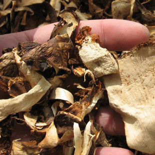  松茸皮 炖汤 松茸最有营养价值 最香的部分 野生菌 云南特产干货