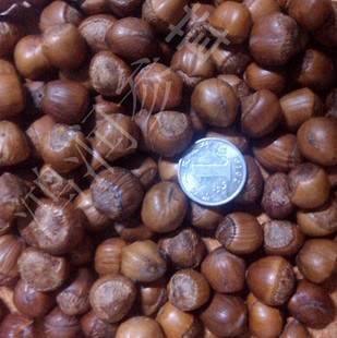  长白山野生胡榛子 东北特产 野生小榛子 熟榛子 铁锅炒原味饱满