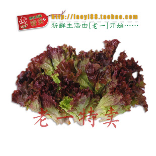  老一特卖 新鲜 红叶 生菜 罗莎红 红珊瑚西餐配 香料 500克11.8元