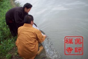 药师禅寺随喜 农历三月十六 准提菩萨圣诞放生