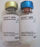 买巴哥幼犬请到/北京宠物/纯种健康质保三年可签协议