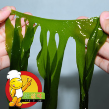 大连特产海鲜干货 出口特级盐渍 裙带菜 螺旋藻 海带 海芽菜 素食
