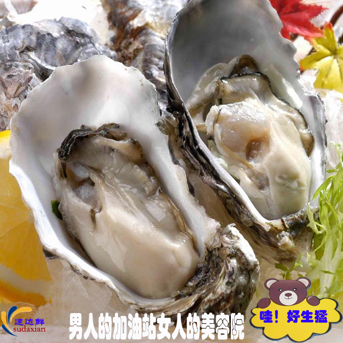 Seafood Fresh Oysters Oyster oyster Oyster Oyster clams Gu left oyster Oyster Oystersin the Aquatic meat/Fresh fruits and vegetables/Cooked , Seafood/Aquatic/Product , Shellfish , Shellfish Products category - from Buy2taobao.com to provide professional Taobao agent buy service
