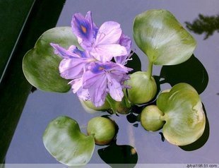 水生植物水葫芦哪种好?水生植物水葫芦价格,水