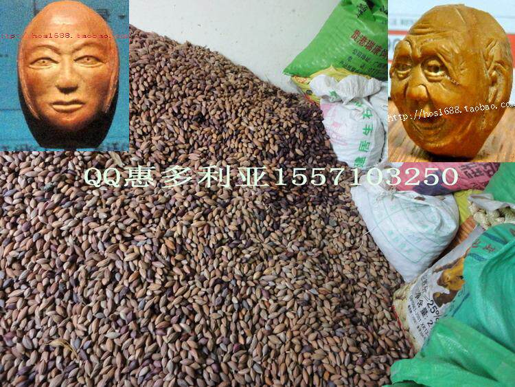 橄榄核原料 练手核 5元半斤 产地直销优势 乌橄榄核  广东橄榄核