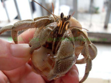 另类宠物寄居蟹之灰色地带---灰色1-2CM
