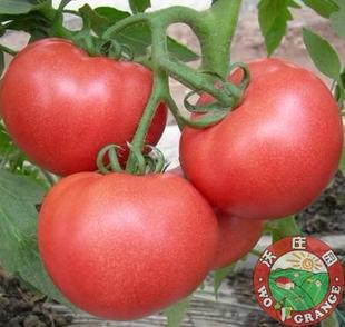  沃庄园 精品番茄/西红柿500g，新鲜蔬菜 今日秒杀菜市场生鲜超市