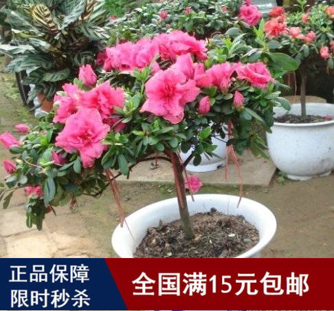 花卉盆栽【杜鹃花苗】西洋杜鹃.四季开花带根发货 映山红、满山红