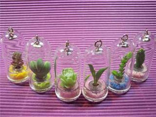 植物挂件植物宝宝/迷你植物/天使花房/宠物花卉--仙人球|msdalam kategori penghantaran bunga/bunga simulasi/tumbuhan berkebun, Plants Mini kreatif - dari Buy2taobao.com untuk memberikan perkhidmatan ejen Taobao profesional membeli