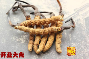  扈氏正品 年精选冬虫夏草玉树同仁堂冬虫夏草虫草正品 4条/克