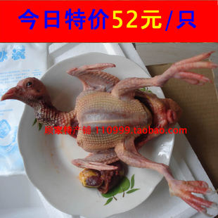  800天老鸽子 鸽子肉 病人康复的源动力 肉鸽 乳鸽 北京三只包邮