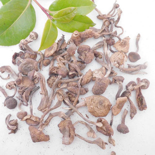  野味浓厚 东北土特产新干货 野生榛蘑菇 嫩榛蘑丁 肉香菇滑去根