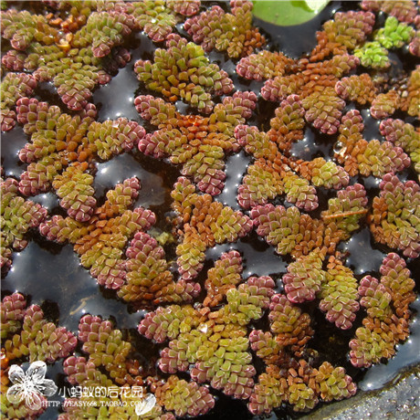水生植物~ 满江红、珊瑚浮萍(较大个体)推荐新手!!|msdalam kategori penghantaran bunga/bunga simulasi/tumbuhan berkebun, bunga/Tumbuh-tumbuhan tumbuh-tumbuhan pasu (baru), tumbuh-tumbuhan hijau - dari Buy2taobao.com untuk memberikan perkhidmatan ejen Taobao profesional membeli