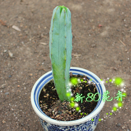 多肉植物盆景绿植创意仙人球仙人掌神龙木