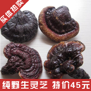  正宗云南野生灵芝/野生赤灵芝/红灵芝 性价比高  2斤包邮