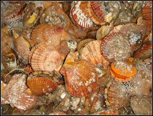  连云港特产 新鲜海鲜/优质鲜活贝类/扇贝/小扇贝/每斤12元 上市了