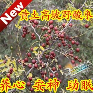  野生/自然风干/原味/酸枣-太行野酸枣 养心 安神 助眠 枣类制品