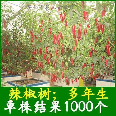 辣椒树种子 进口多年生辣椒树种子 一株结果达1000多个 观赏食用