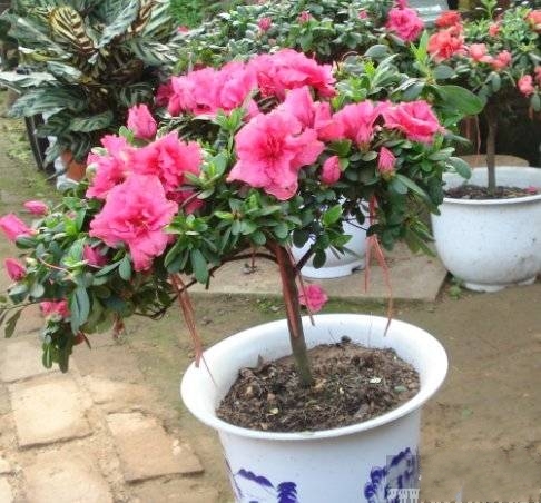 净化庭院客厅春季盆景花卉杜鹃花盆栽比利时小苗四季开花大红绿植|msdalam kategori penghantaran bunga/bunga simulasi/tumbuhan berkebun, bunga/Tumbuh-tumbuhan tumbuh-tumbuhan pasu (baru), tumbuh-tumbuhan hijau - dari Buy2taobao.com untuk memberikan perkhidmatan ejen Taobao profesional membeli