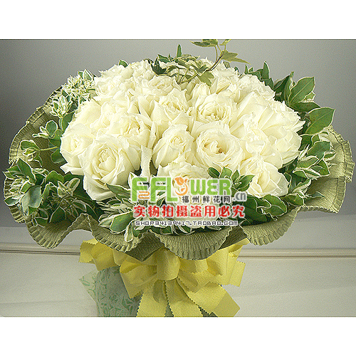 33朵白玫瑰特价速递红玫瑰福州鲜花福州花店福州实体店|msdalam kategori penghantaran bunga/bunga simulasi/tumbuhan berkebun, penghantaran bunga (bandar) - dari Buy2taobao.com untuk memberikan perkhidmatan ejen Taobao profesional membeli