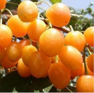 【黄金大樱桃】适合南方北方种植品种