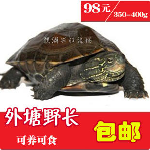 中華草龜外塘野長龜 品相好 可食可養 包活送到7-8兩 98元/只包郵在類目 寵物/寵物食品及用品, 水族世界, 龜/鱉中 - 來自Buy2taobao.com提供專業的淘寶代購服務
