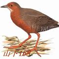 红胸田鸡 红腹秧鸡水鸡 红胸秧鸡 鸟叫声 mp3 共4段 大小11M