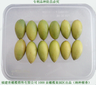  特价包邮新鲜水果新品榄之香纳种檀香甜橄榄超好吃治咽炎宝宝咳嗽