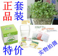 特价 正品 陶碳球种植盆景 负离子植栽心形草 办公室迷你植物盆栽