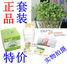 新奇特创意 负离子植栽心形草 陶碳球种植盆景 办公室迷你植物盆