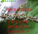 taobao english 16943352409