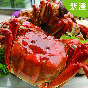  紫澄牌正宗阳澄湖大闸蟹直销 母螃蟹2.6-2.4两 8只包邮 满十送一