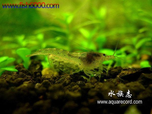 黑壳虾 浙江米虾 除藻虾 锯齿米虾糠虾 草虾 工具虾 皇冠信誉~|msdalam kategori haiwan peliharaan/makanan haiwan dan bekalan, Aquarium World, udang - dari Buy2taobao.com untuk memberikan perkhidmatan ejen Taobao profesional membeli