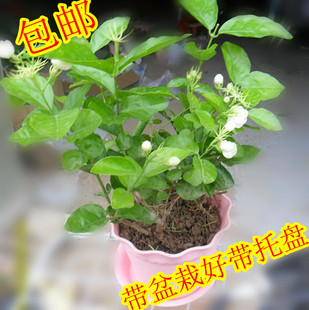 白色茉莉花 芳香四溢 很香 夏季驱蚊 带花蕾 盆