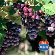 葡萄栽培技术大全 葡萄种植技术（6个光盘+3本书籍）