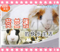 冲4钻包活 花色天竺鼠/豚鼠/荷兰猪 宝宝